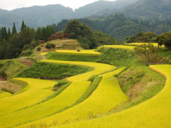 高千穂町の棚田