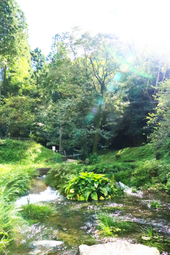 秡川の湧き水