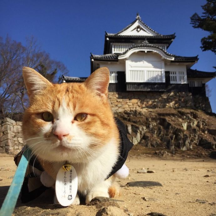 備中松山城と、猫城主の「さんじゅーろー」