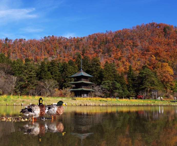 まほろば古の里歴史公園の秋