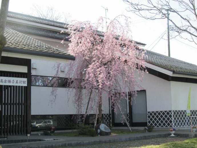 枝垂れ桜が満開の頃の髙倉勝子美術館桜小路