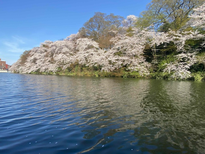 高岡古城公園の濠を囲う様に咲き乱れる桜