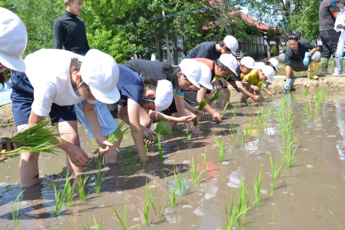 鷹栖町の小学校での田植え体験