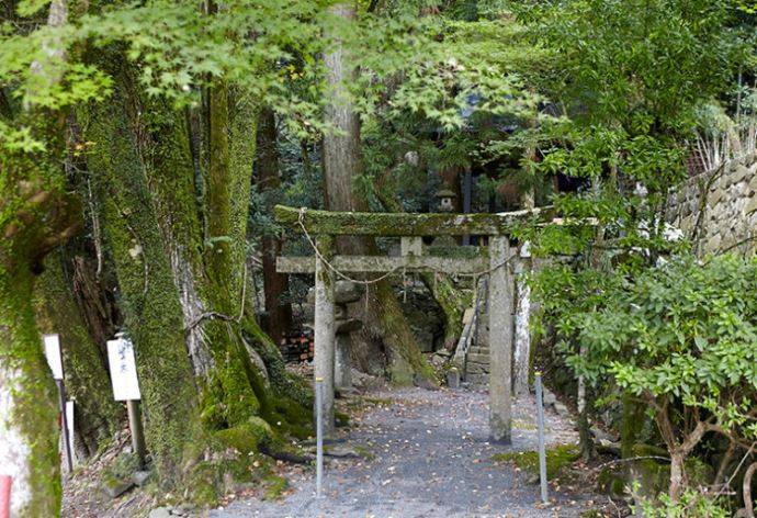 高槻しいたけセンターから車で4分ほどの「素盞鳴（すさのお）神社」