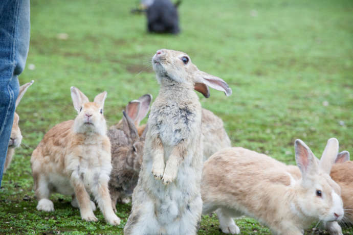 大久野島の野生のうさぎの写真