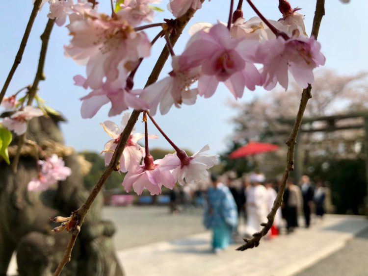 武雄神社の神前結婚式