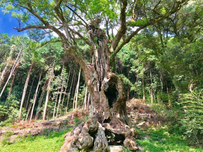 武雄神社のご神木