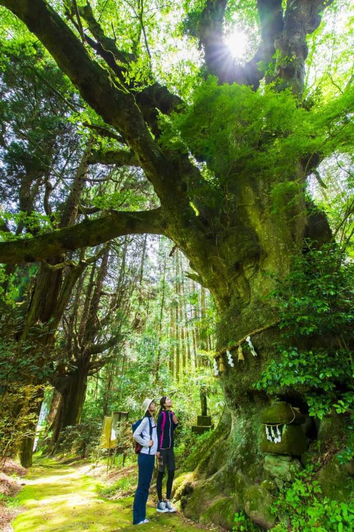 「籾山神社の大ケヤキ」を見上げる参拝者