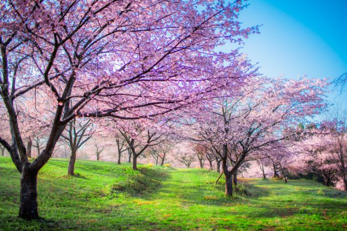 「長湯温泉 しだれ桜の里」に咲く約2600本の桜