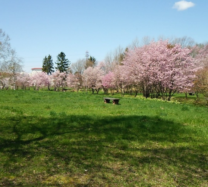 江部乙公園の広場から眺める桜の風景