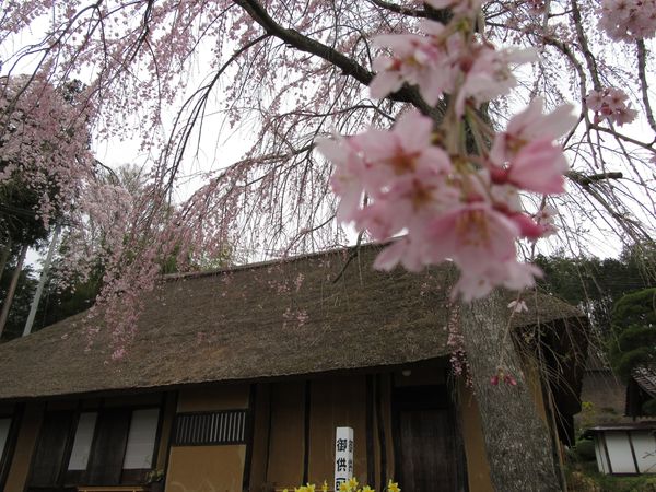 達谷窟毘沙門堂の春の風景