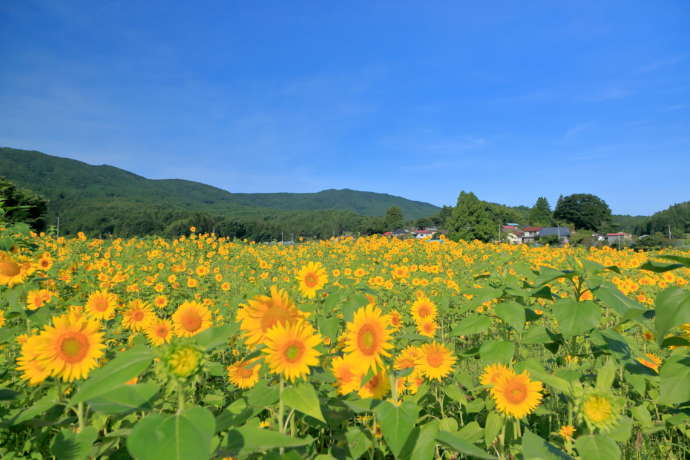 田村市のふまわり畑の様子