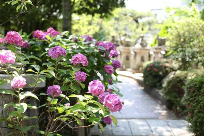 讃岐國一宮田村神社の境内に紫陽花が咲いている様子