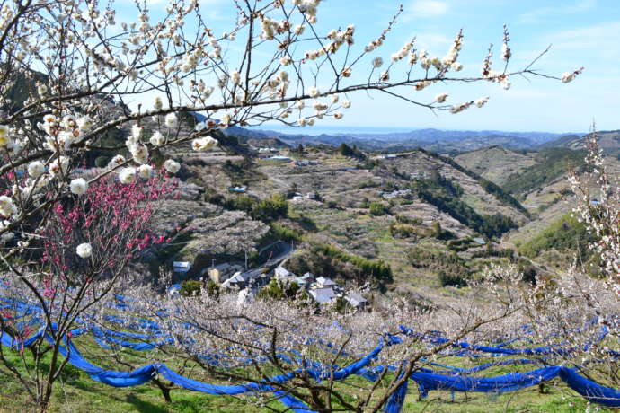 紀州石神田辺梅林の景色