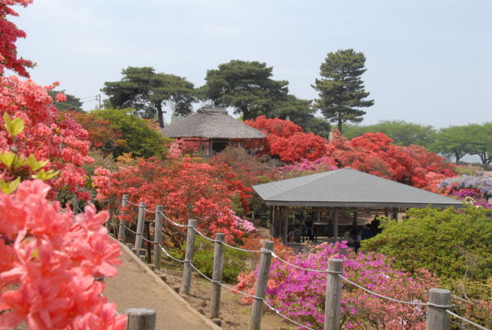 満開のつつじに彩られた、つつじが岡公園