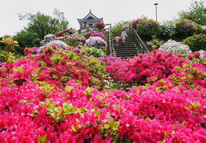 城山公園に咲くつつじ