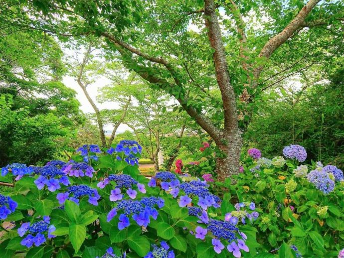 千葉県館山市にある城山公園で咲いているあじさい