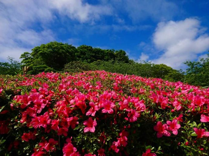 千葉県館山市にある城山公園でツツジが咲き誇る様子