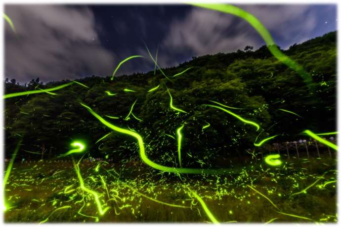 夜の野原にホタルが舞う幻想的な風景