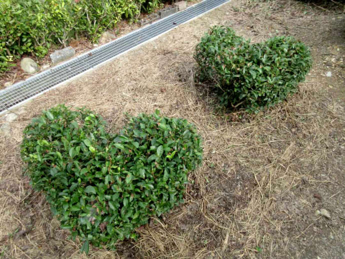 静岡県島田市にある「ふじのくに茶の都ミュージアム」にある花の形のお茶の木