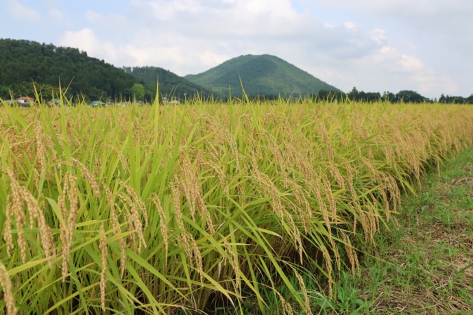 天栄村のおいしい米