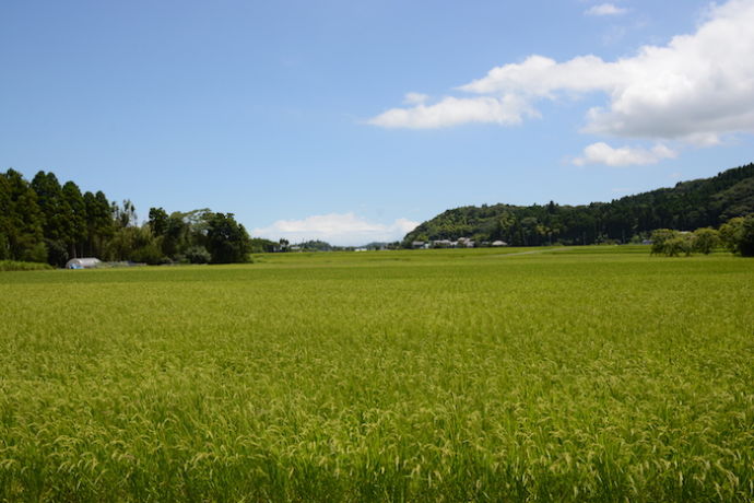 長南町の里山風景