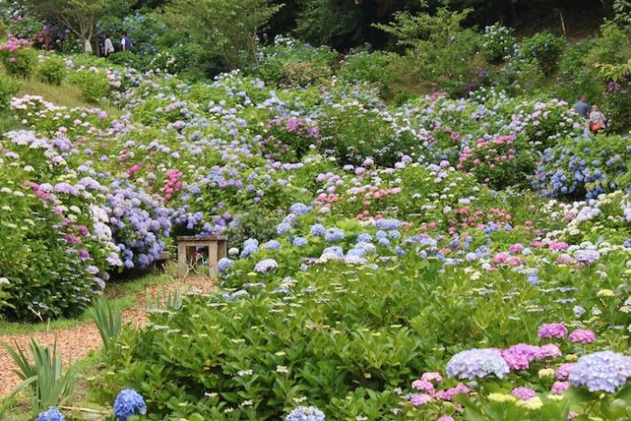 野見金公園の紫陽花