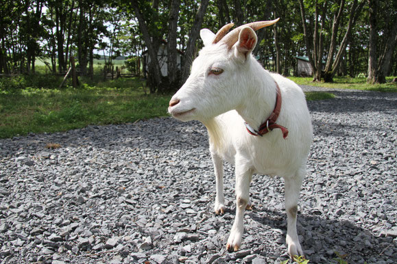 あっとこ家畜動物園で暮らすヤギのさくら