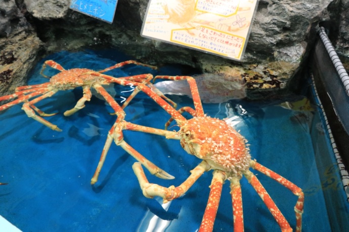 愛知県蒲郡市の「竹島水族館」のタッチングプールで見られる「タカアシガニ」