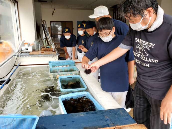 鳥羽市の海洋教育　海の生き物とのふれあい