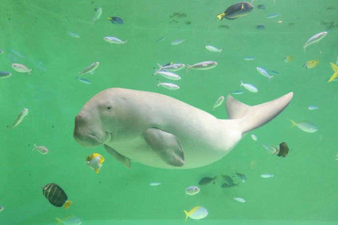 鳥羽水族館のジュゴン