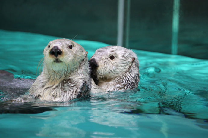 鳥羽水族館のラッコ