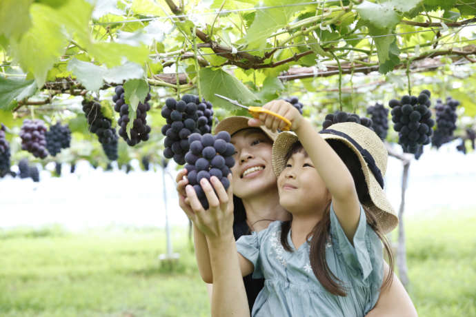 ぶどう狩りをしている親子の様子