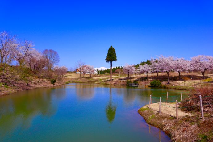 福山峠のふるさと広場の春