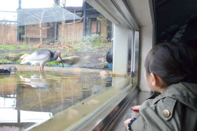 新潟県佐渡市にある「トキの森公園」でトキを観察する様子