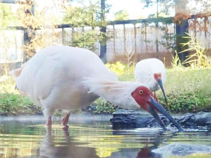 新潟県佐渡市にある「トキの森公園」でトキがエサを探す様子