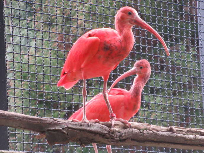 新潟県佐渡市の「トキの森公園」にいるショウジョウトキ