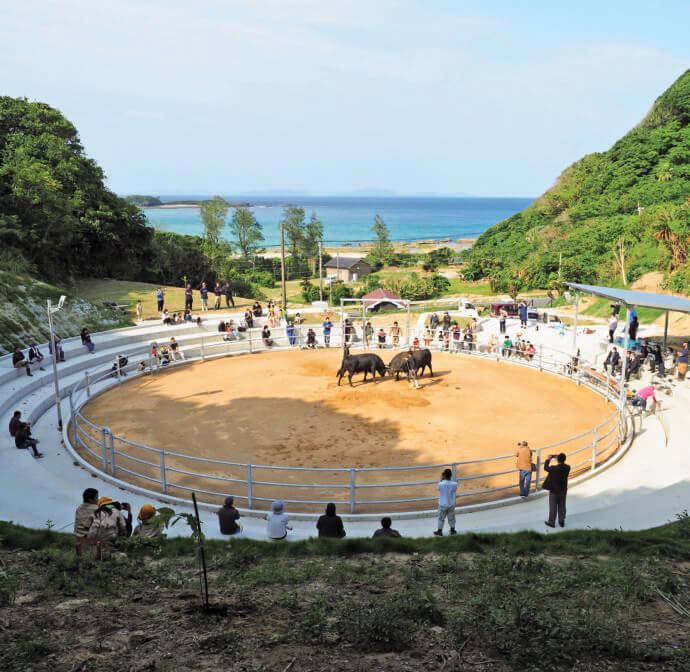 徳之島で行われている闘牛の様子