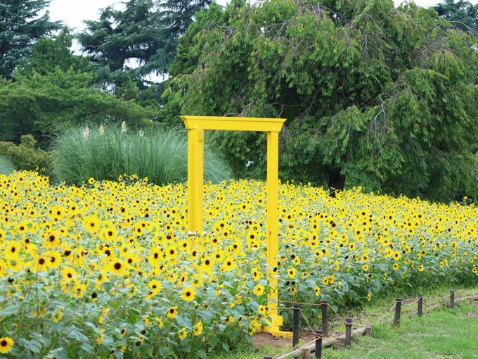 国営昭和記念公園の風景