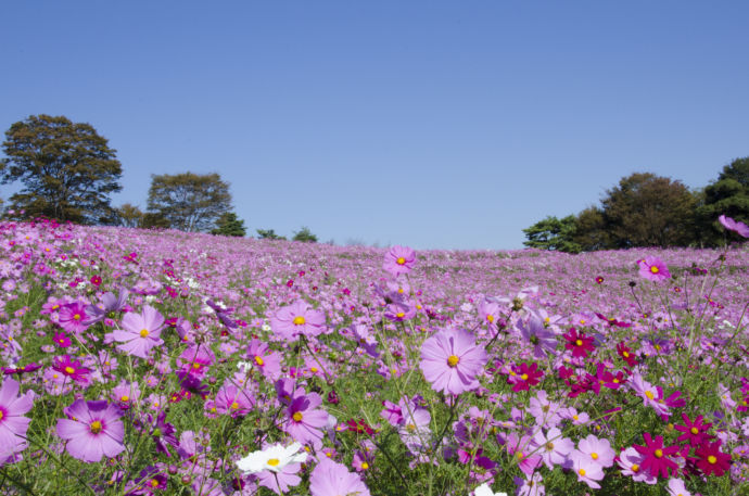 立川市にある国営昭和記念公園の風景