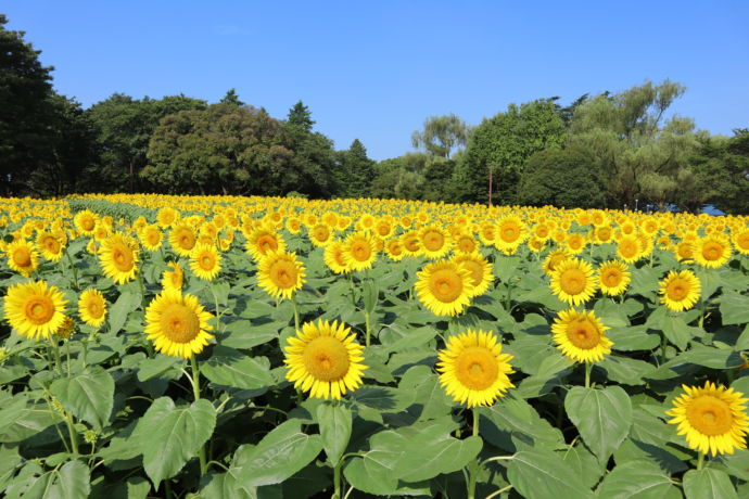 立川市にある国営昭和記念公園の風景