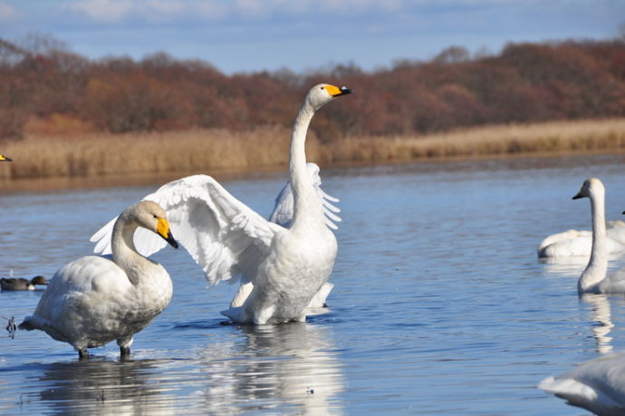 ウトナイ湖の湖面に数羽のハクチョウ