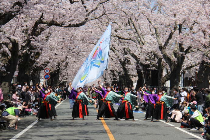 夜の森桜並木