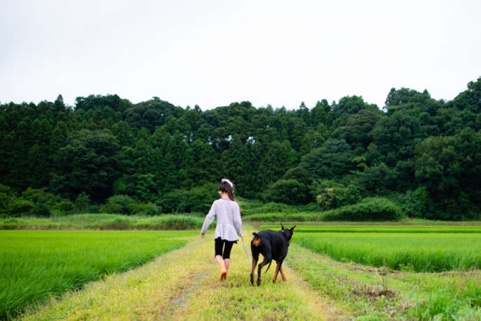 大型犬との暮らしにもピッタリ