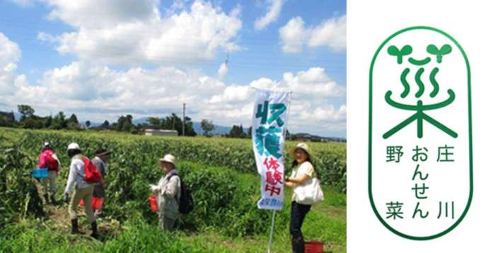 柴田さんが栽培する「庄川おんせん野菜」