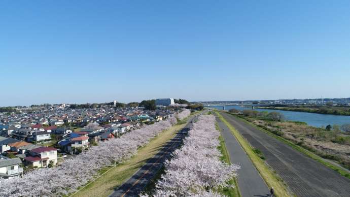 利根町の利根川沿いにある桜つづみと住宅街