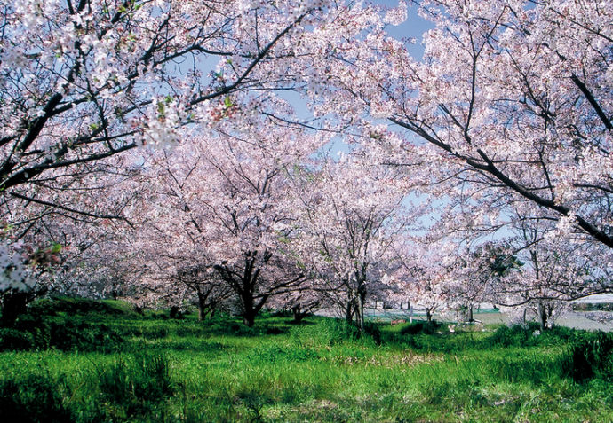 東温市の重信川河川敷桜並木