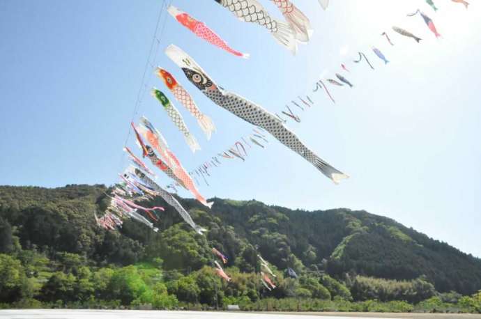 高知県高岡郡の「道の駅四万十とおわ」の近くで開催される「こいのぼりの川渡し」の様子