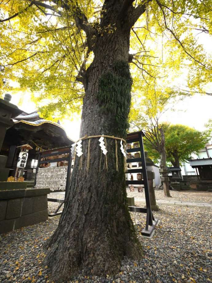 「取手八坂神社」の御神木の大銀杏（秋）