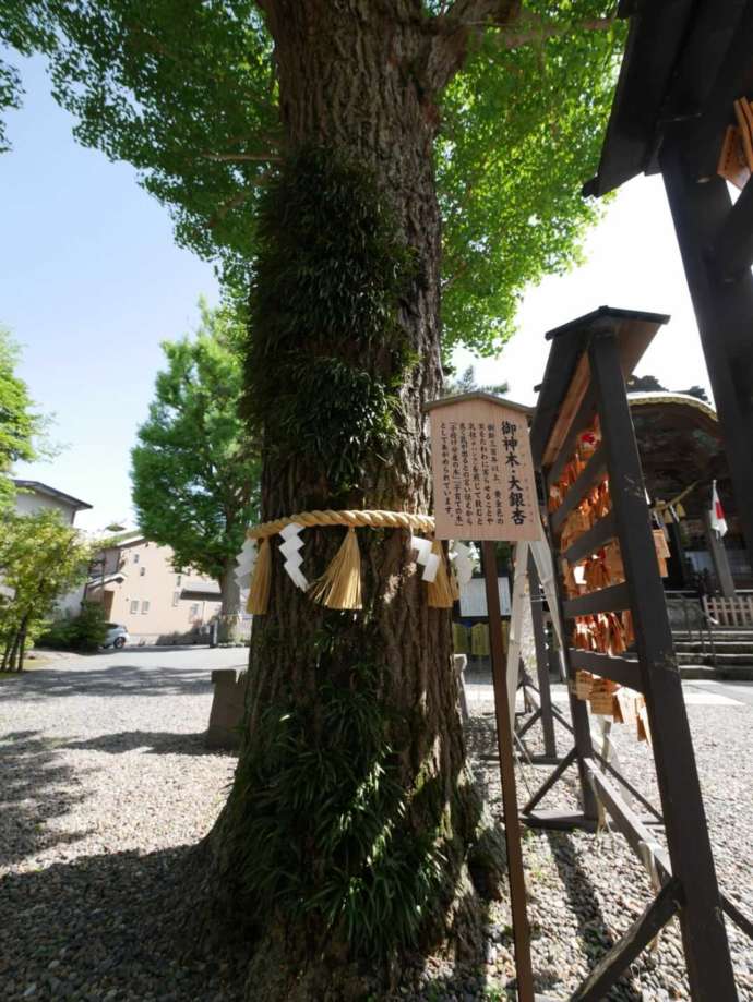 「取手八坂神社」の御神木の大銀杏（春）